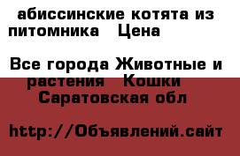 абиссинские котята из питомника › Цена ­ 15 000 - Все города Животные и растения » Кошки   . Саратовская обл.